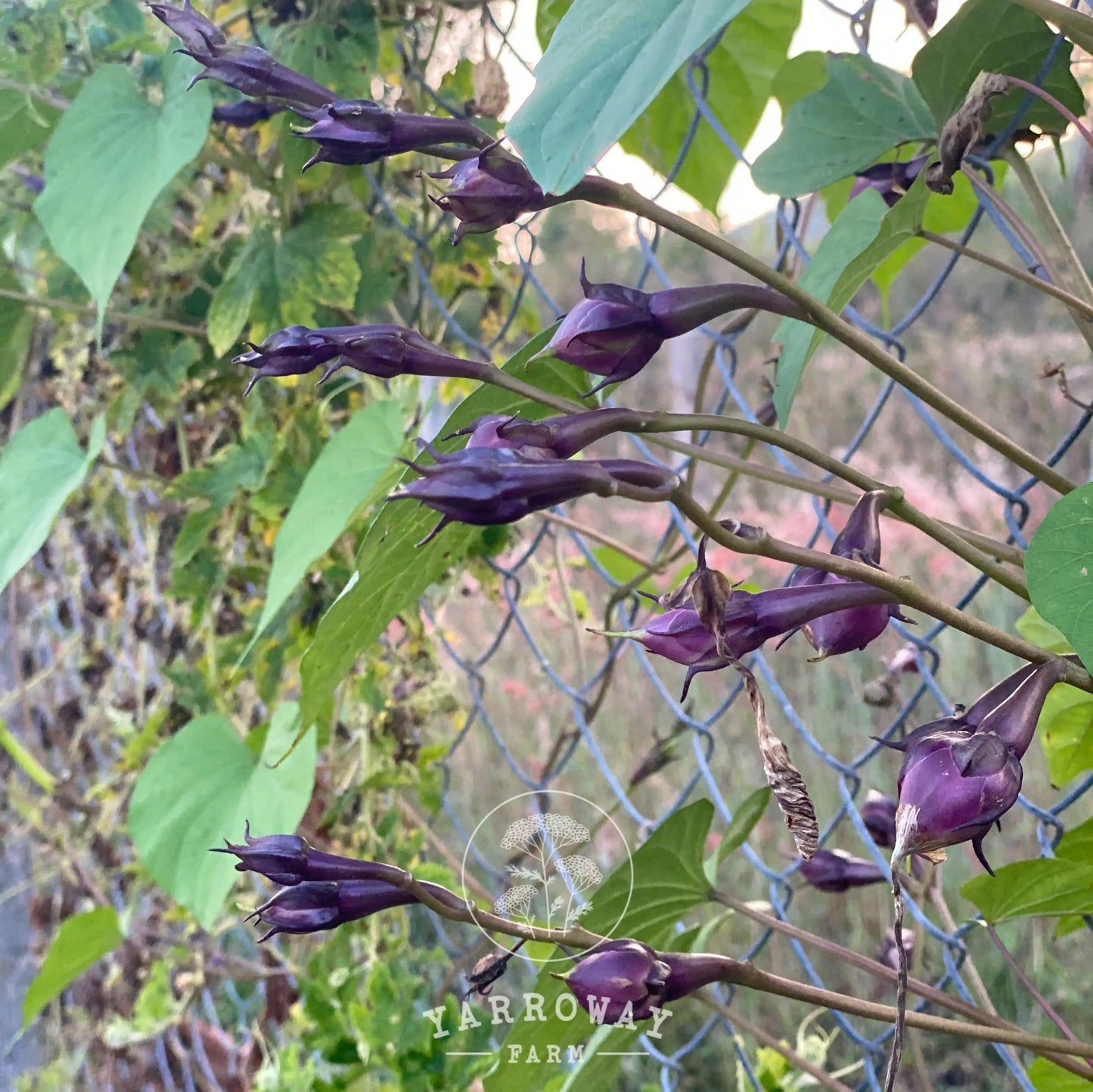 Purple Clove Pole Bean