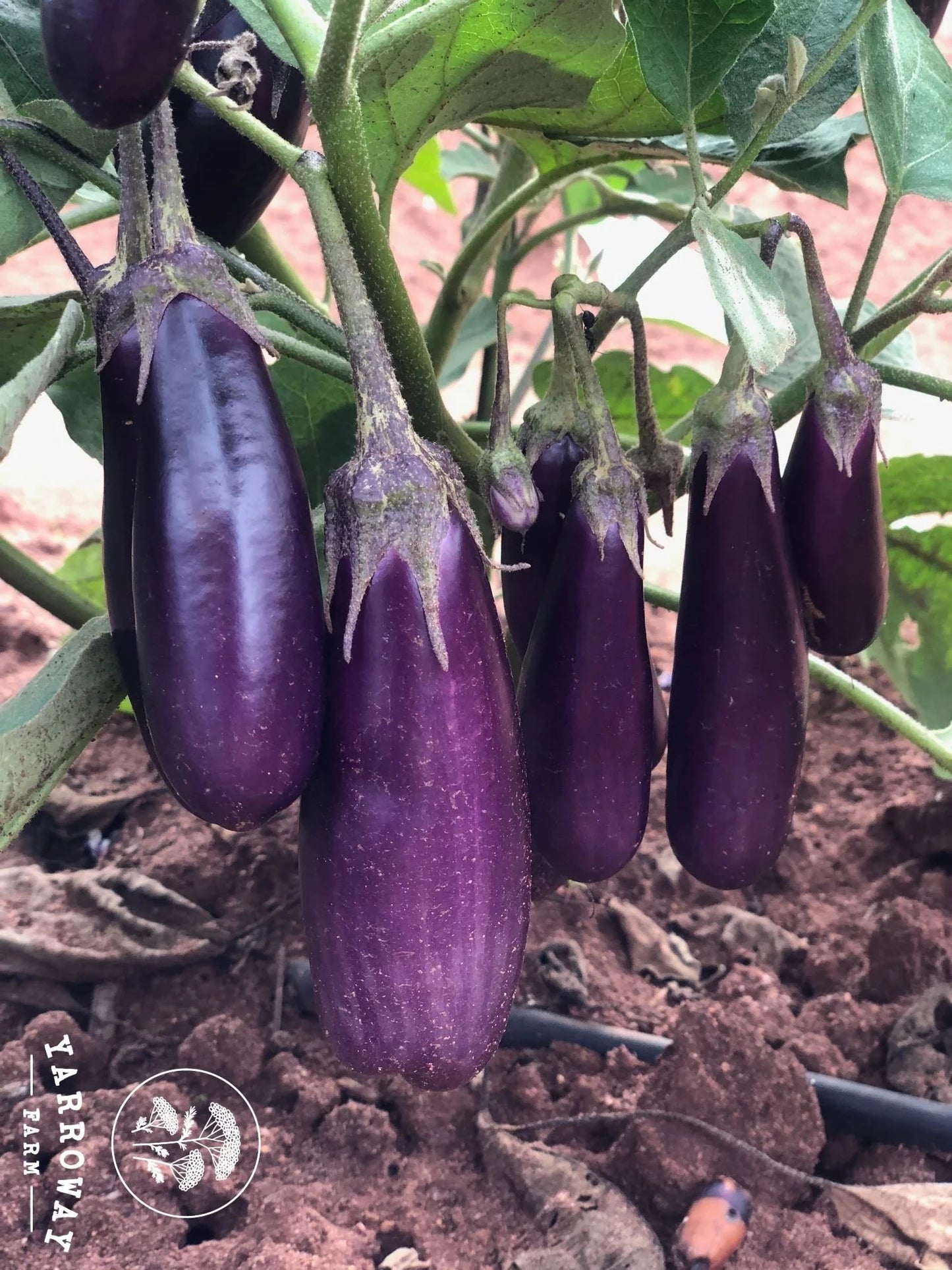 Purple Cluster - Eggplant