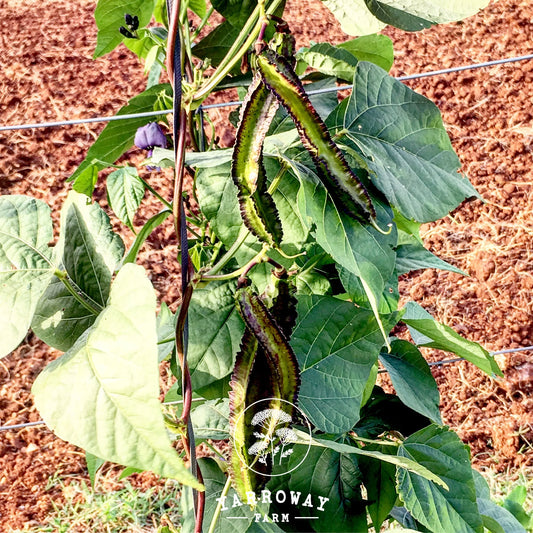 Purple Winged - Pole Bean