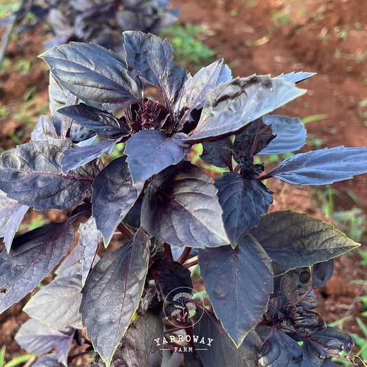Purple Petra Basil