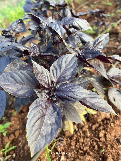 Purple Petra Basil