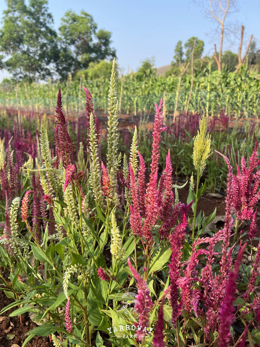 Rainbow Plume Mix Celosia