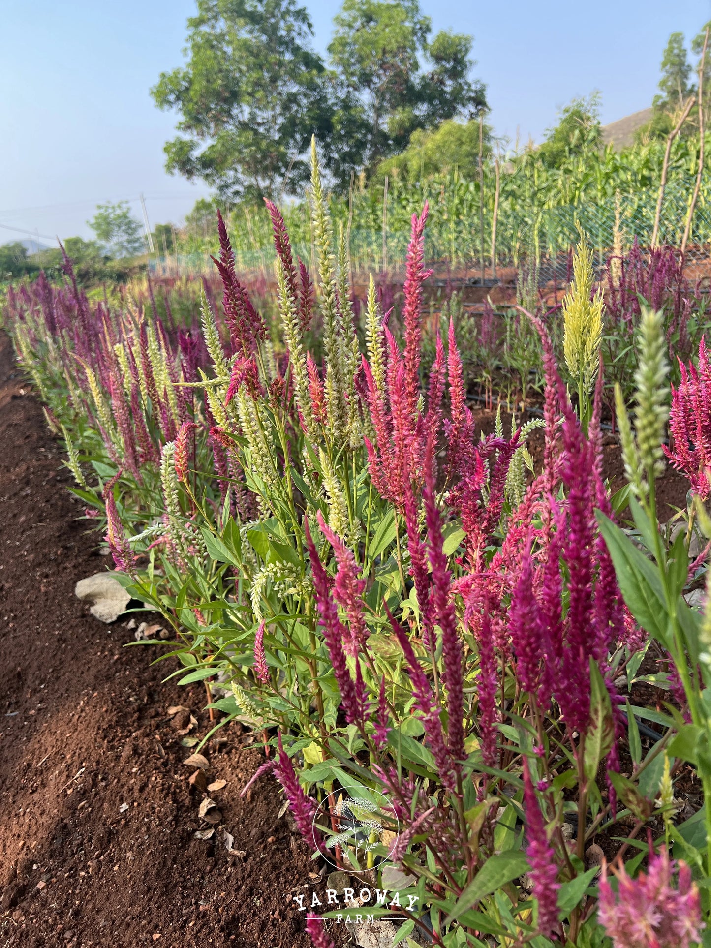 Rainbow Plume Mix Celosia