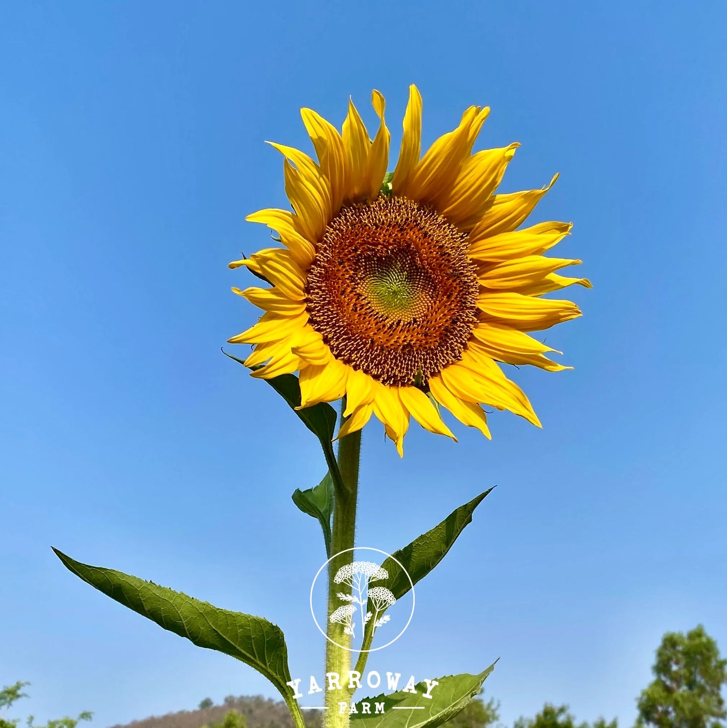 Raramuri White Seeded Sunflower