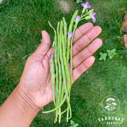 Rattail Radish
