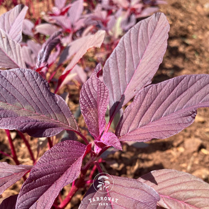 Red Amaranthus