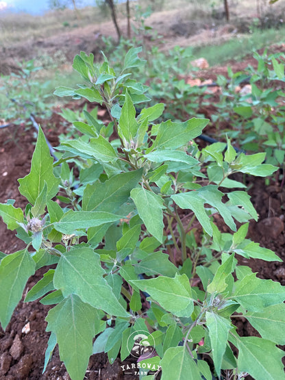 Red Aztec Spinach - Huauzontle