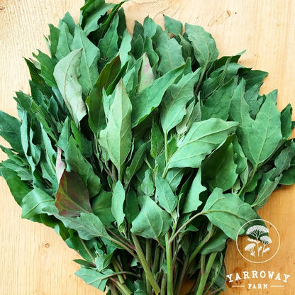 Red Aztec Spinach - Huauzontle