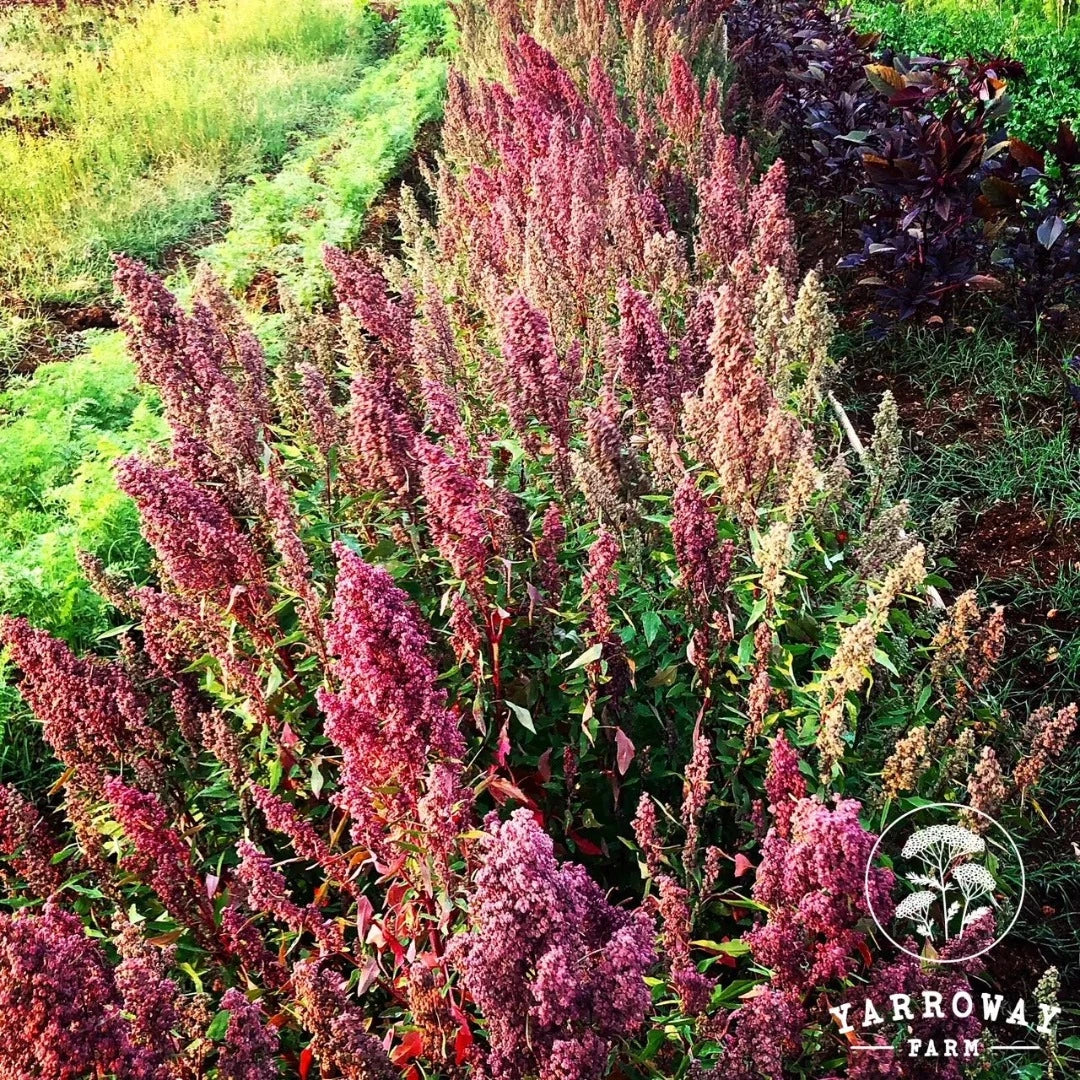 Red Aztec Spinach - Huauzontle