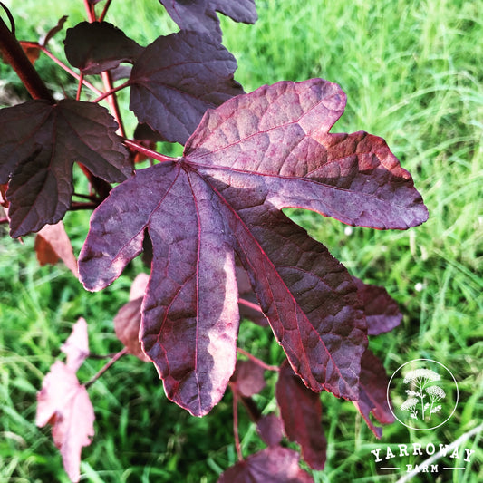 Red Gongura - Cranberry Hibiscus