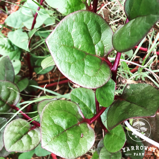 Red Malabar Spinach - Basella