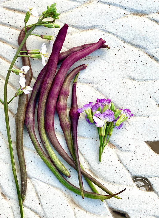 Red Rat's Tail Radish