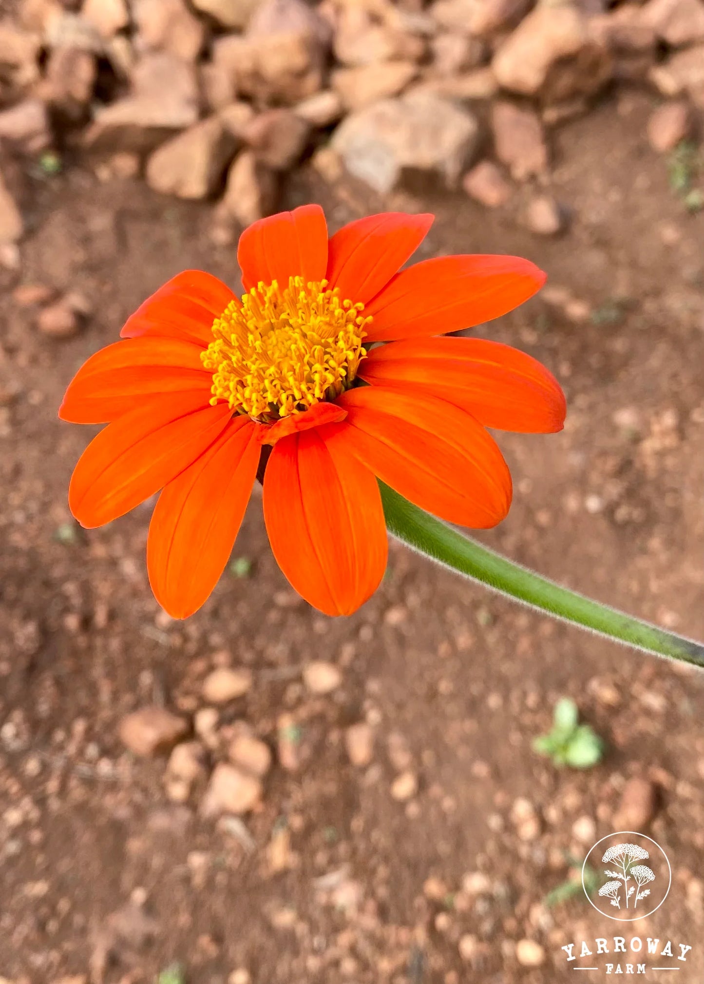 Red Torch Mexican Sunflower