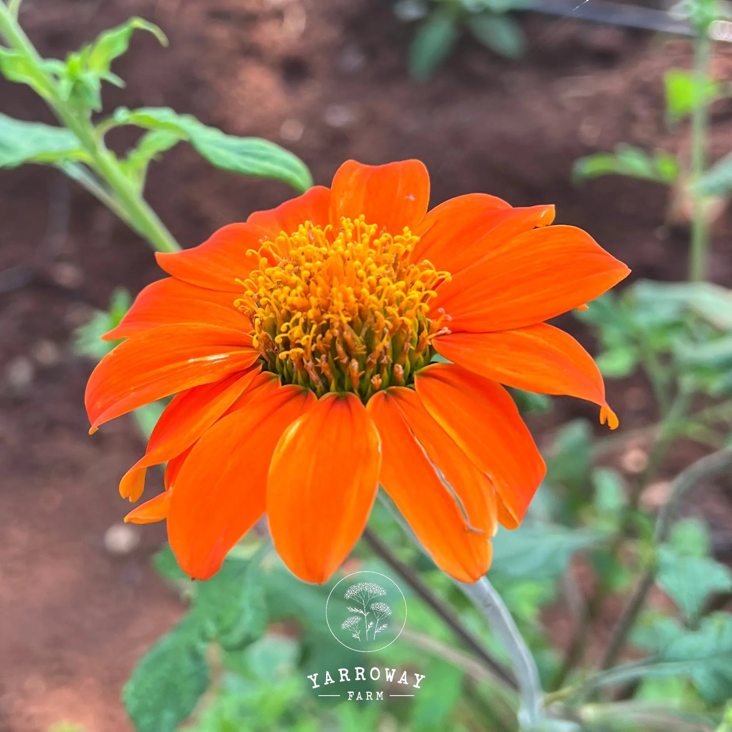Tithonia Red Torch Mexican Sunflower
