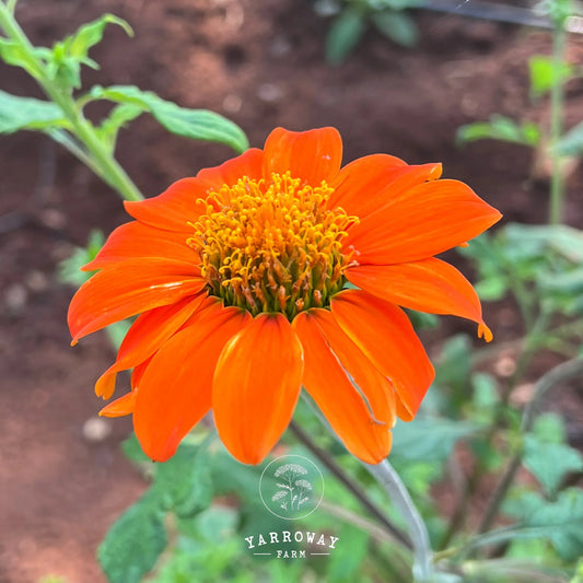 Tithonia Red Torch Mexican Sunflower