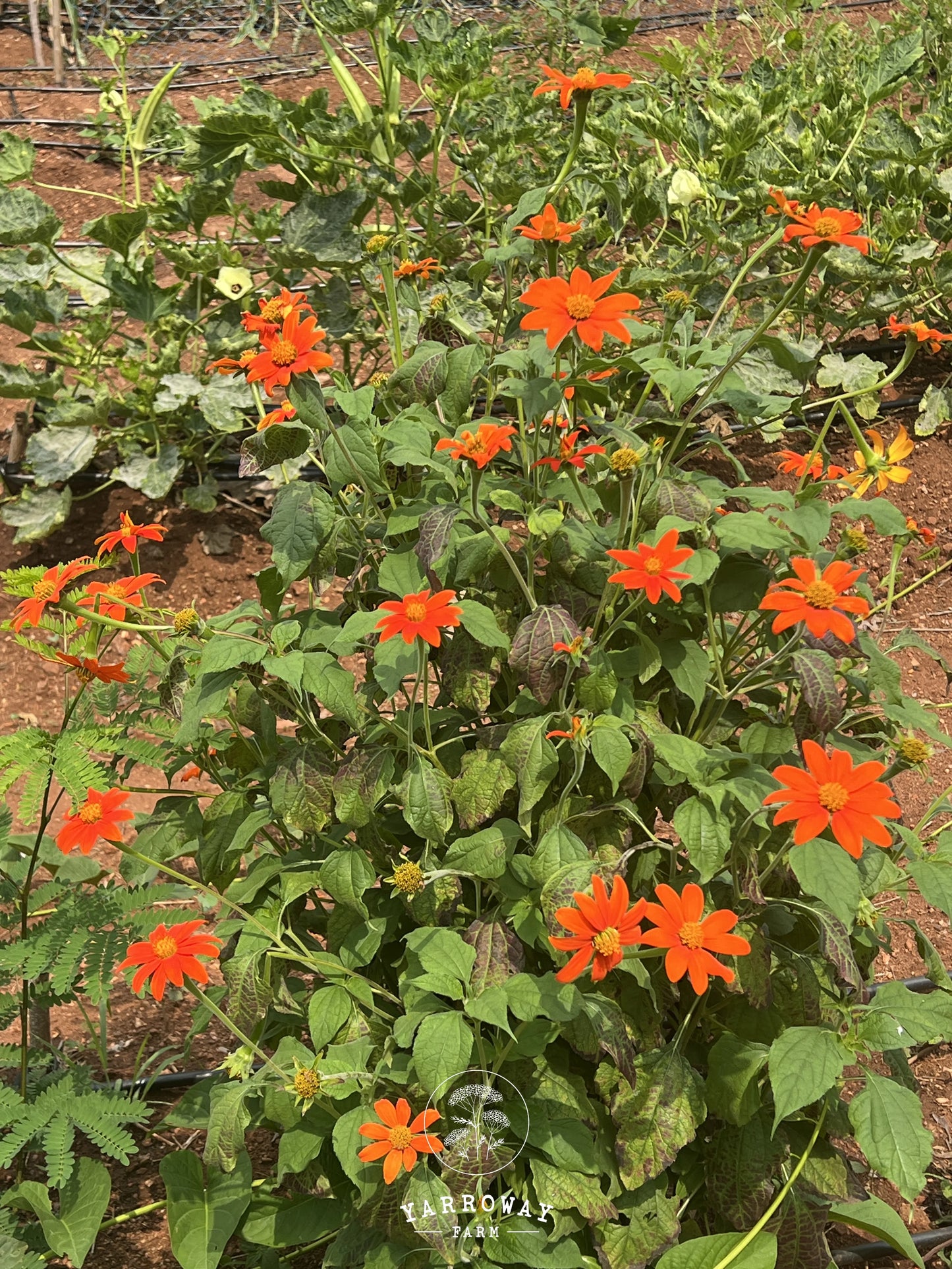 Tithonia Red Torch Mexican Sunflower