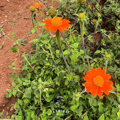 Tithonia Red Torch Mexican Sunflower