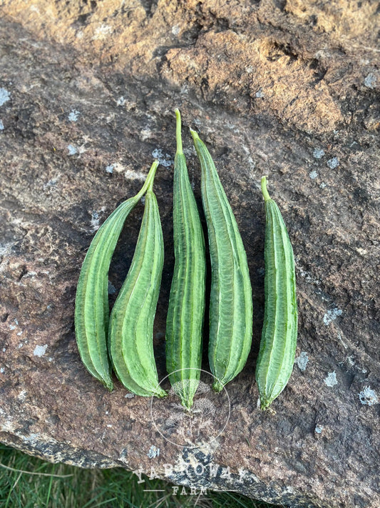 Ridge Gourd