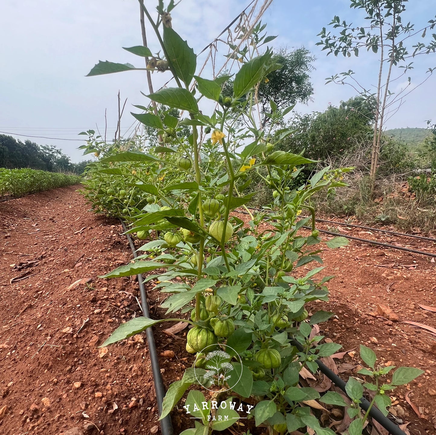 Rio Grande Verde Tomatillo