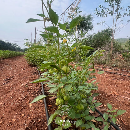 Rio Grande Verde Tomatillo