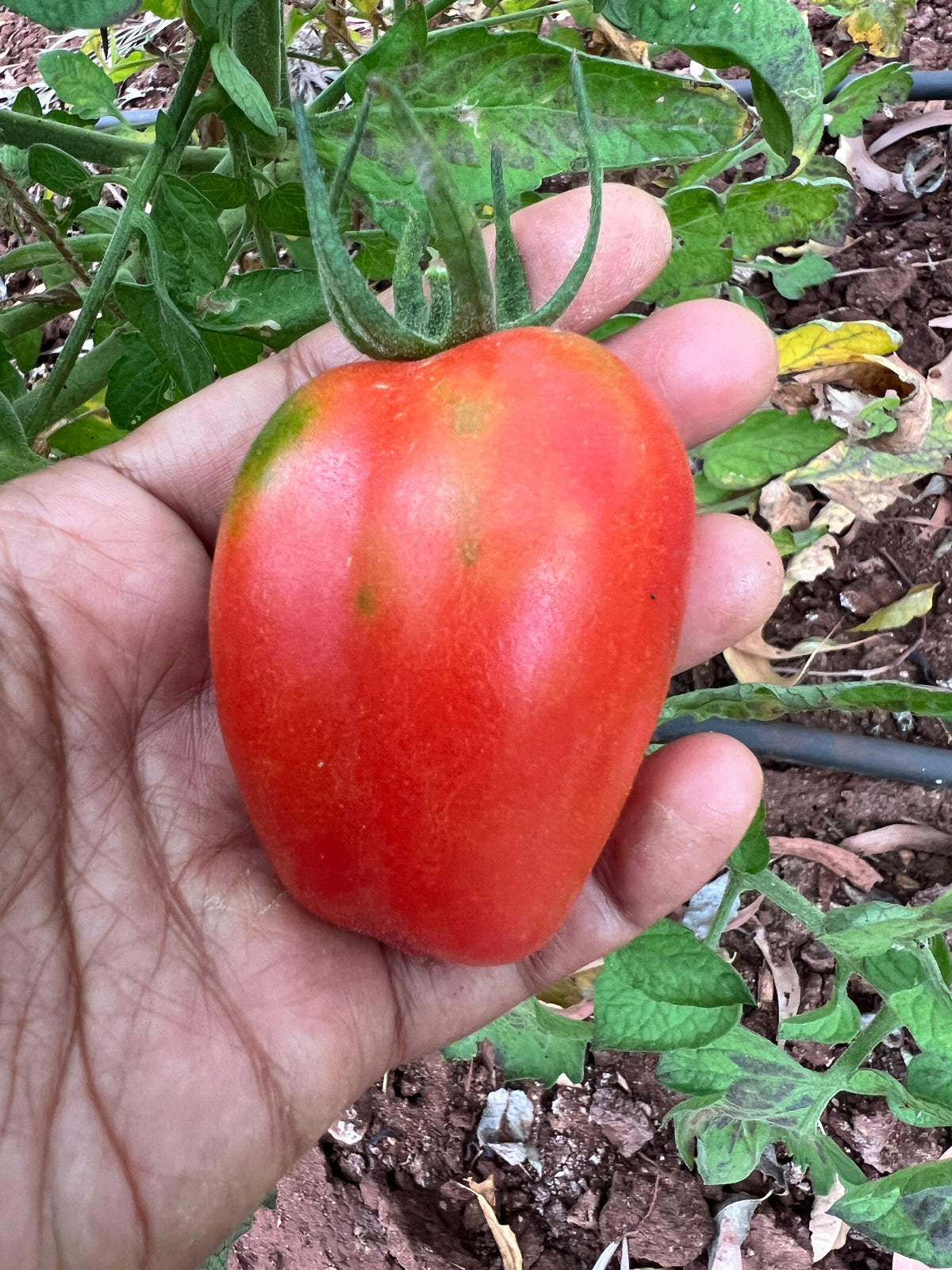 San Marzano Tomato