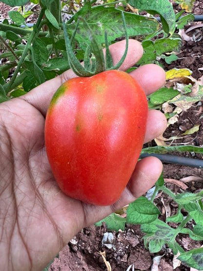San Marzano Tomato