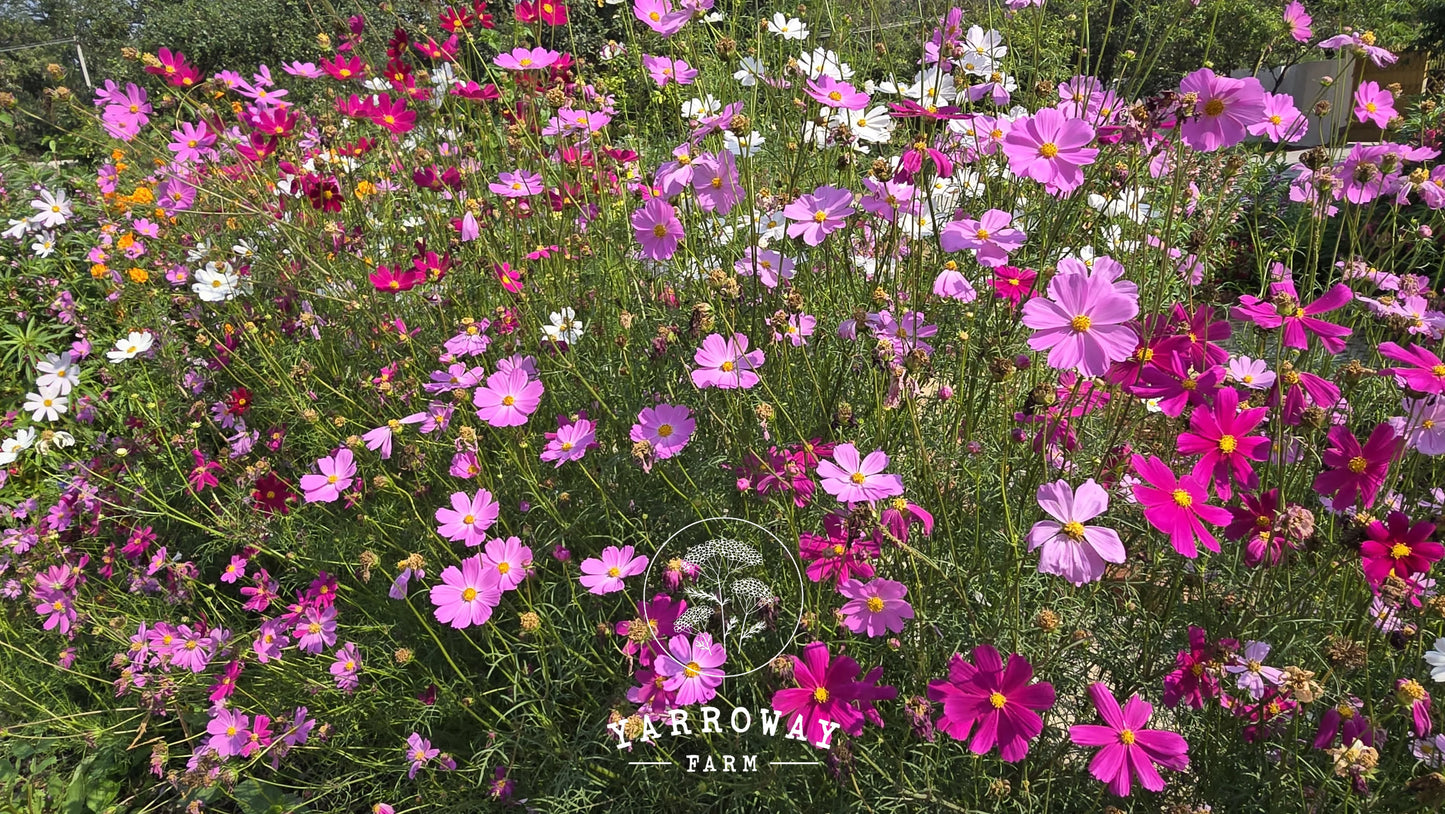 Sensation Mix Cosmos