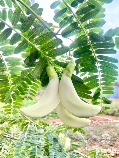 Sesbania Grandiflora Tree