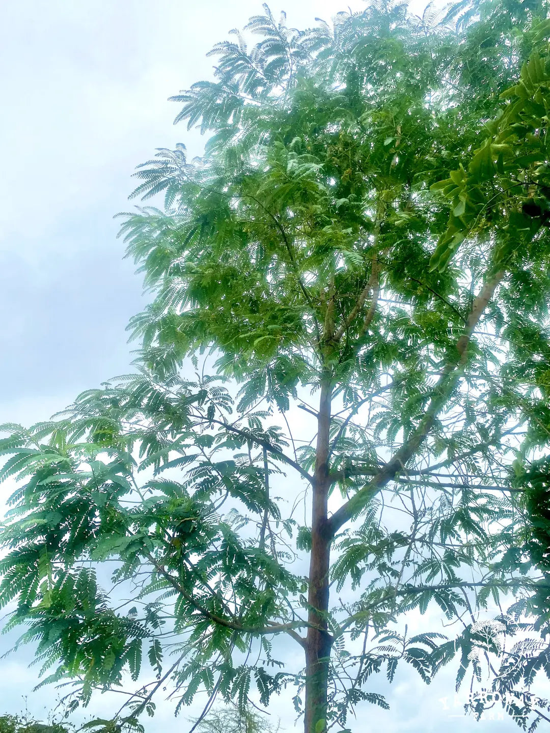 Sesbania Grandiflora Tree