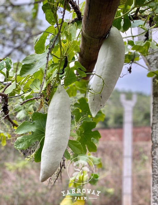 Short Snake Gourd