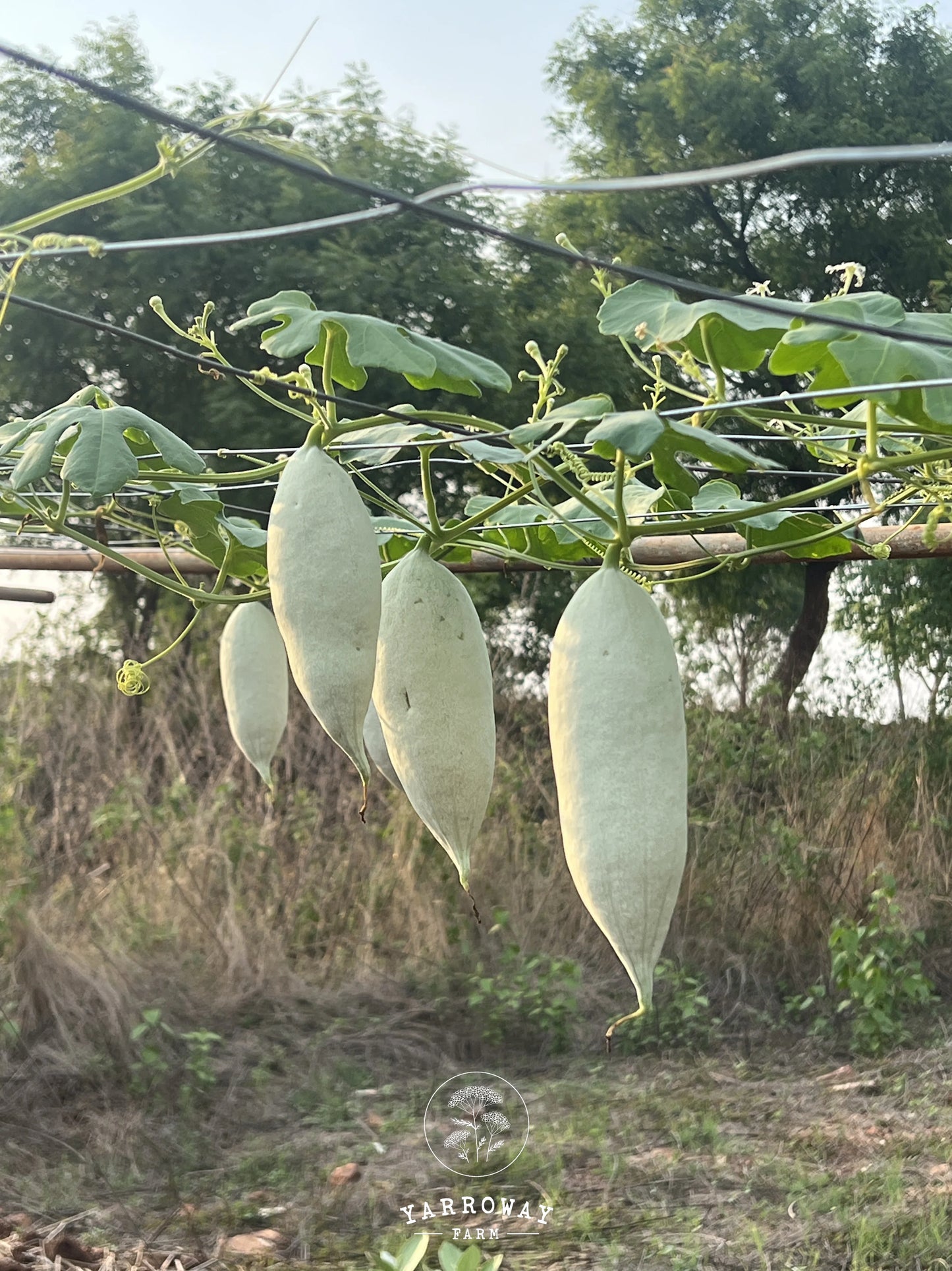 Short Snake Gourd