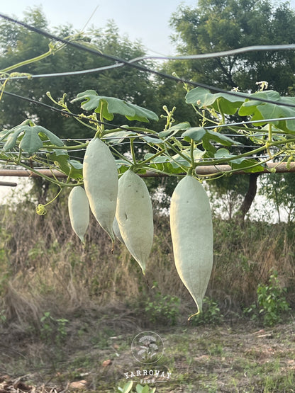 Short Snake Gourd