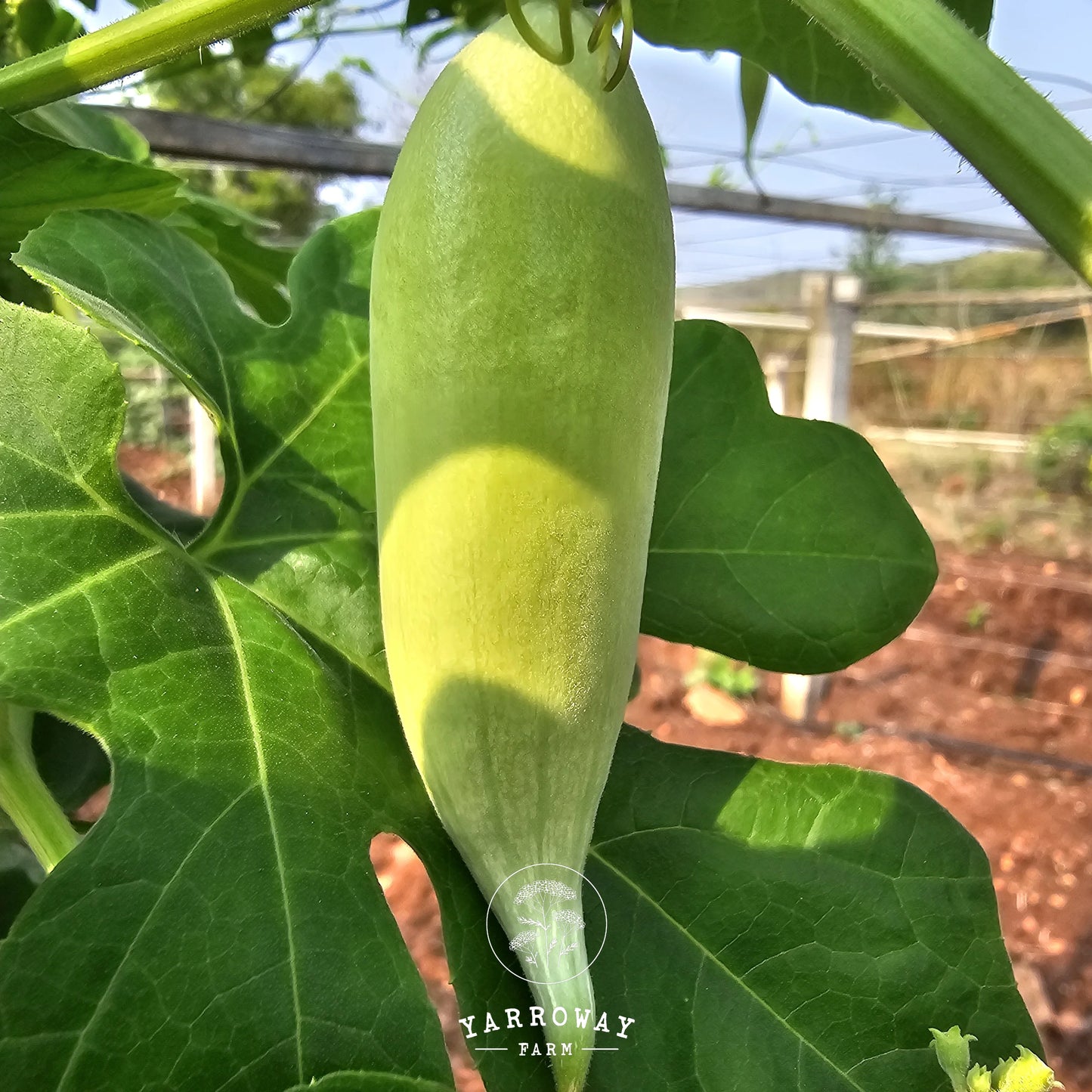 Short Snake Gourd
