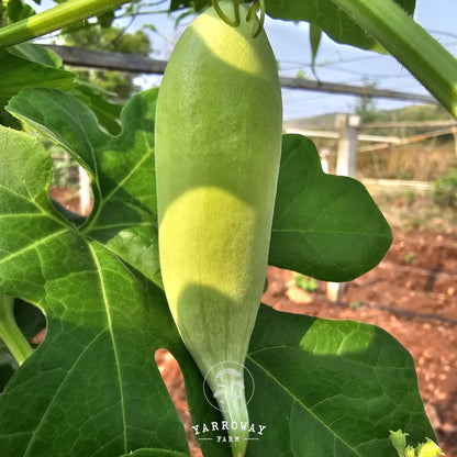 Short Snake Gourd