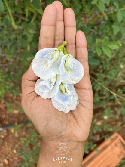 Sky Blue Double Butterfly Pea