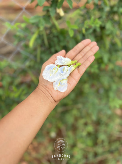 Sky Blue Double Butterfly Pea