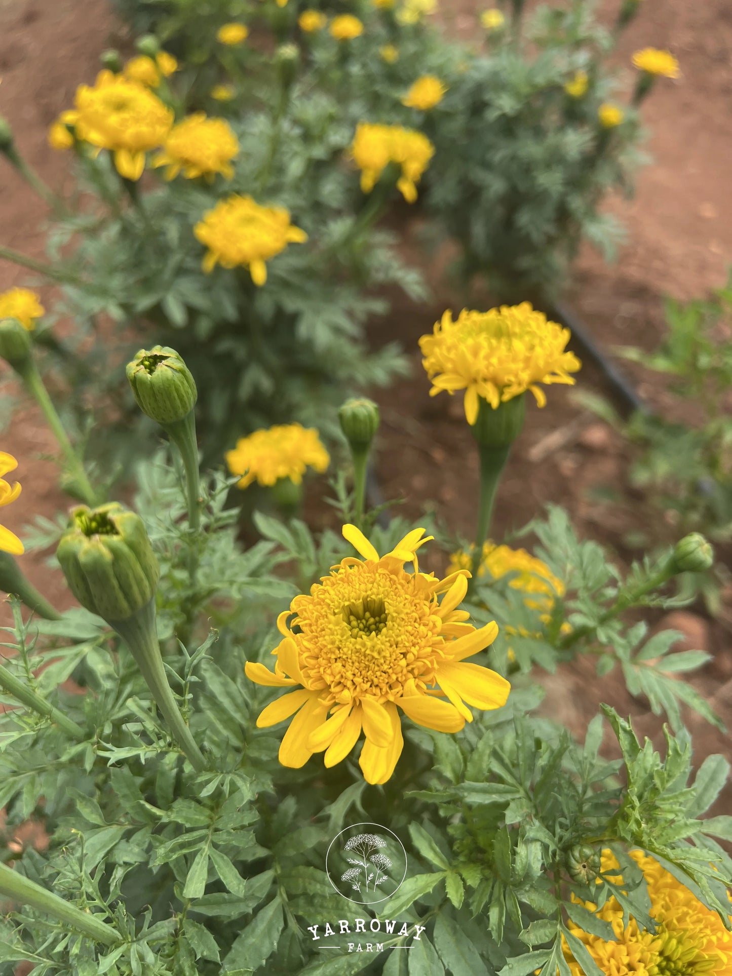 Spinning Wheels Marigold