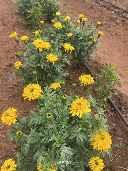 Spinning Wheels Marigold