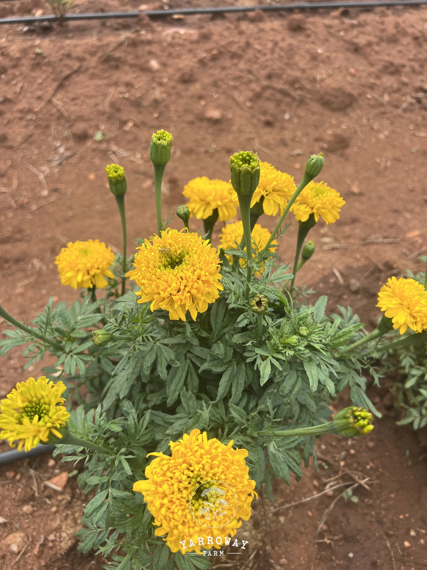 Spinning Wheels Marigold