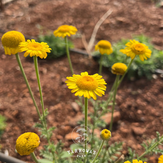 St Johns Chamomile
