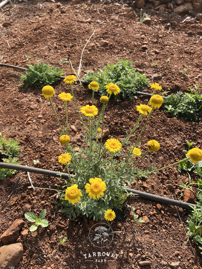 St Johns Chamomile