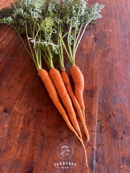 St Valery Carrot