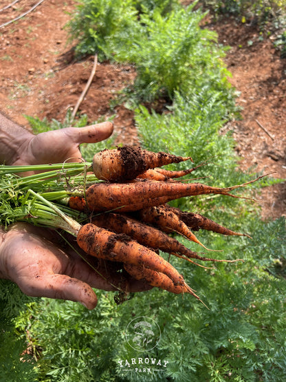 St Valery Carrot