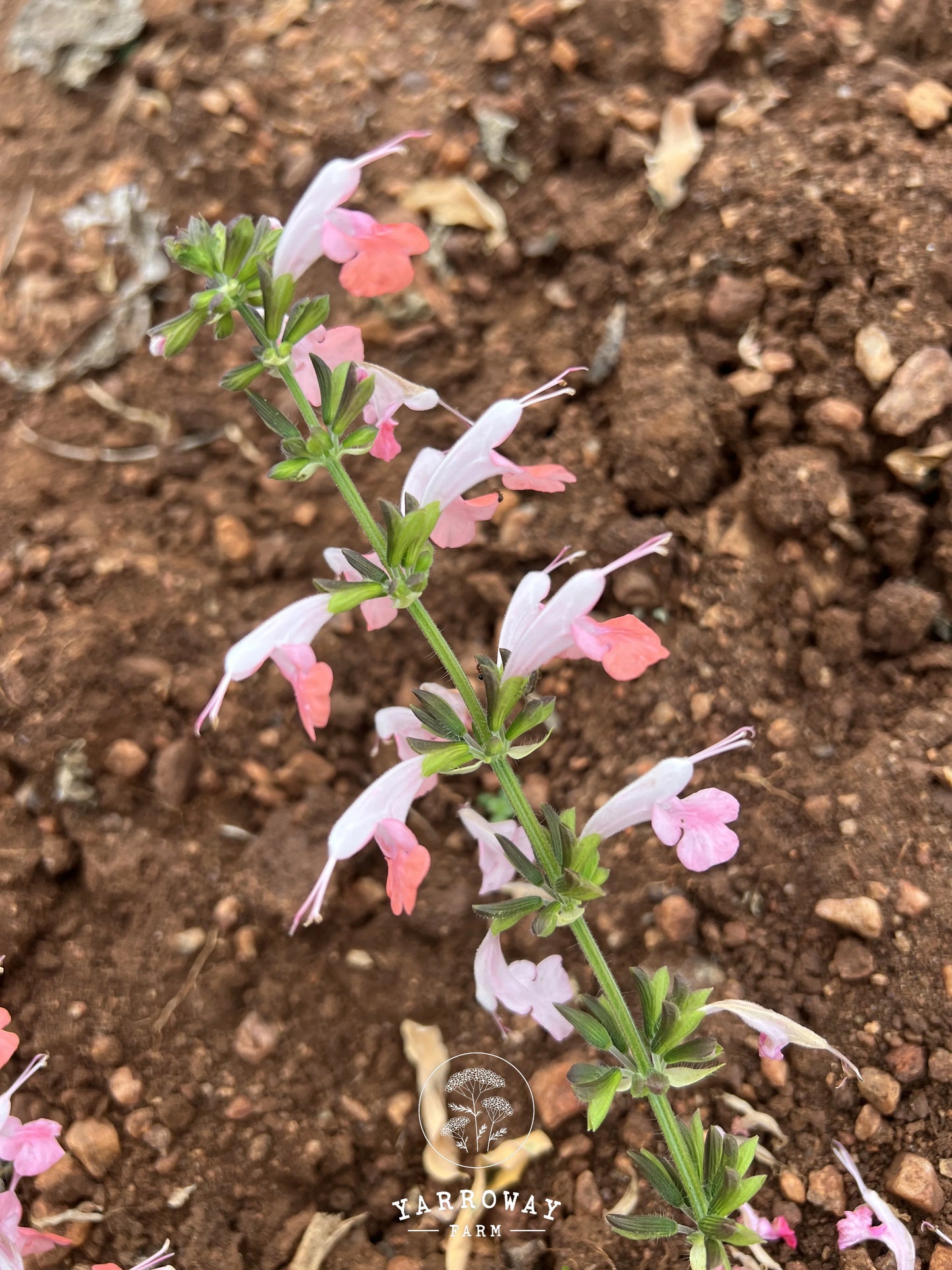 Summer Jewels Pink Salvia