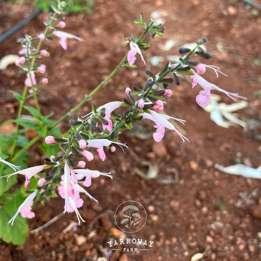 Summer Jewels Pink Salvia