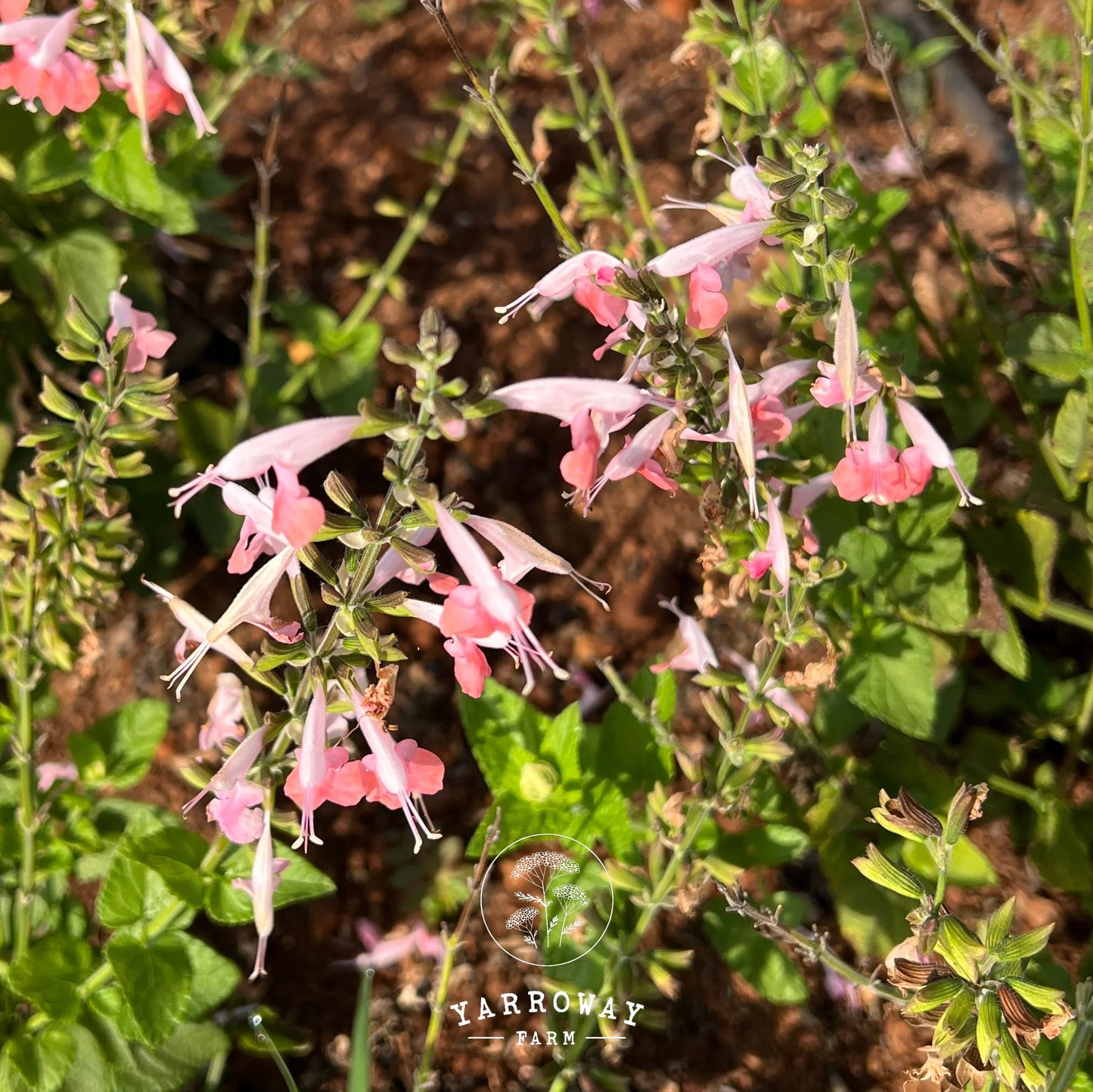 Summer Jewels Pink Salvia