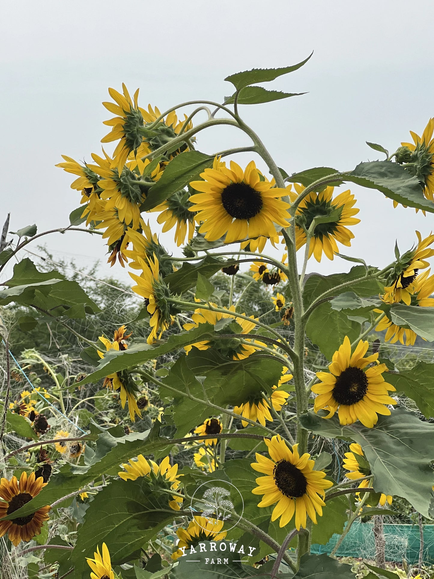 Sun Samba Sunflower