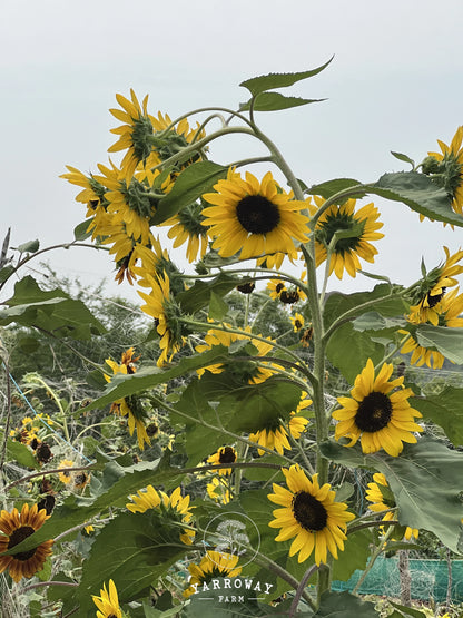 Sun Samba Sunflower