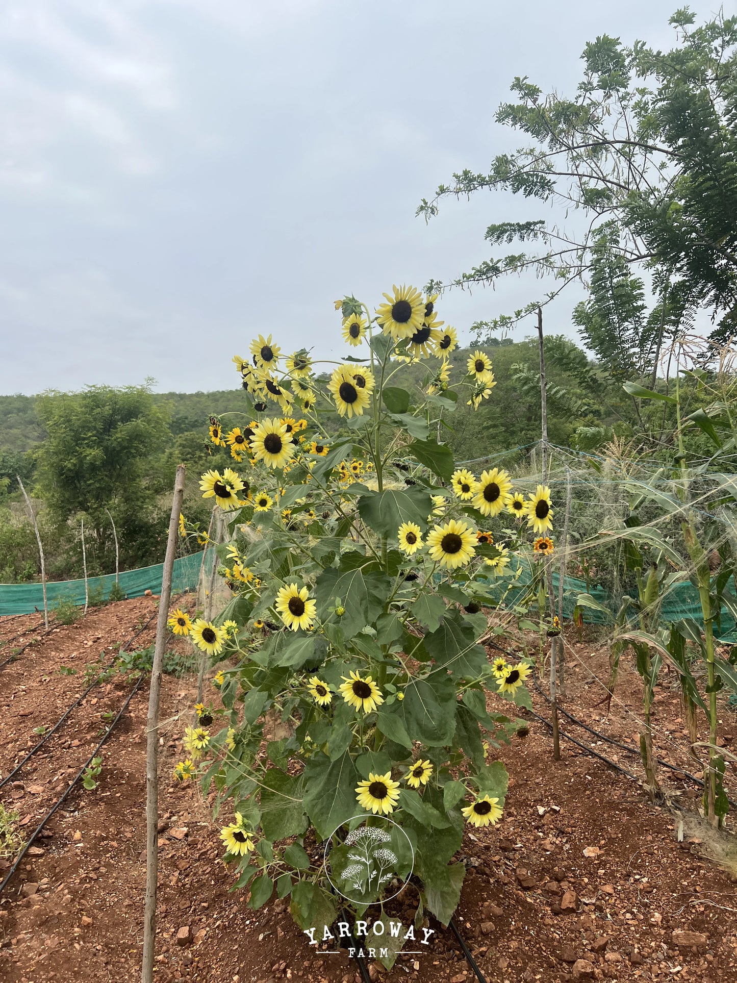 Sun Samba Sunflower