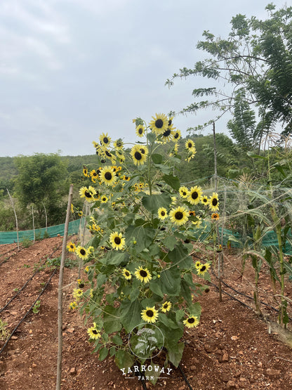 Sun Samba Sunflower
